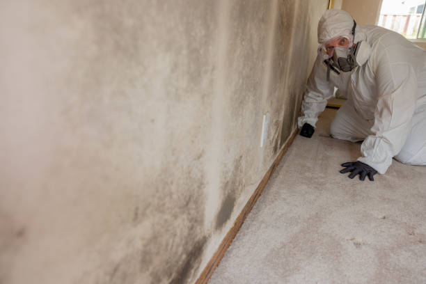Best Black Mold Removal  in Youngstown, NY